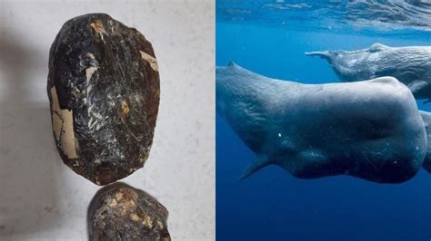 how expensive is whale vomit.